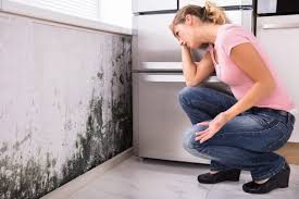 Why You Should Choose Our Mold Remediation Services in Nashville, IN